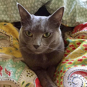 cat