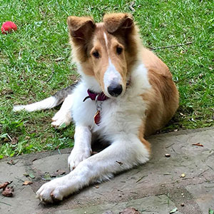 collie
