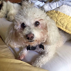 snowball