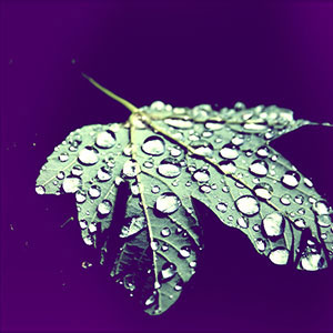 leaf with rain drops