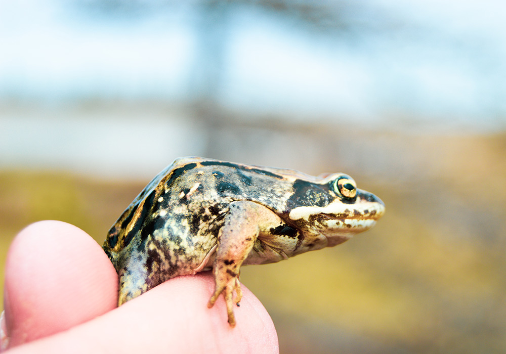 Arctic frog