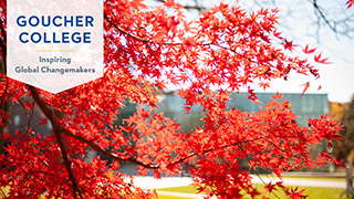 Japanese Maple tree in fall on Goucher's campus with Athenaeum in the background